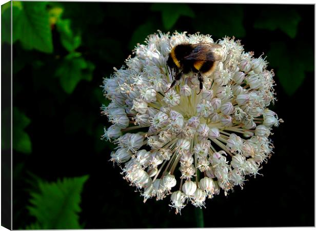 A tasty landing.. Canvas Print by Andy Blackburn