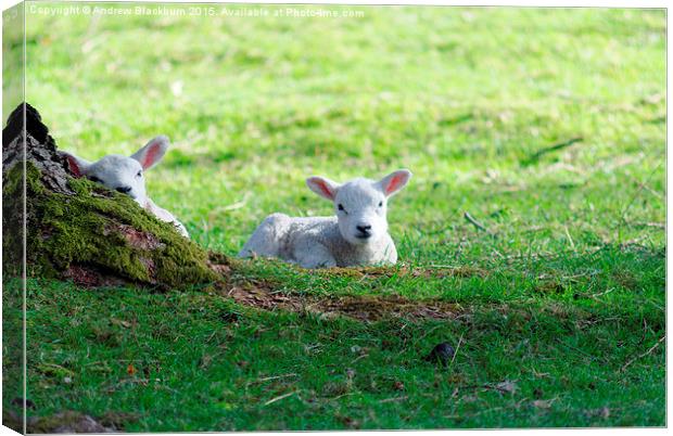  New life... Canvas Print by Andy Blackburn