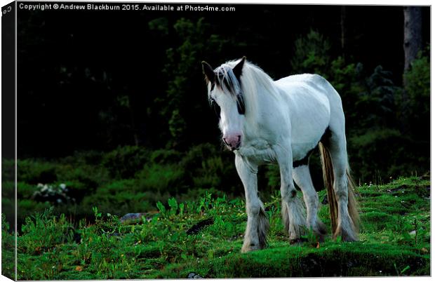  White cob horse in a green field... Canvas Print by Andy Blackburn