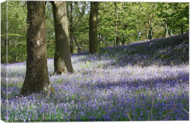 Bluebells in the springtime... Canvas Print by Andy Blackburn