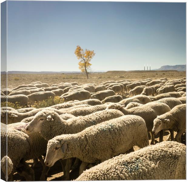 Sheep moving along the desert Canvas Print by Brent Olson