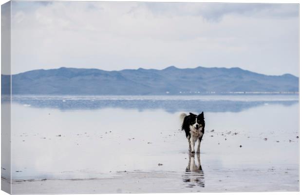  Salty Border Collie Canvas Print by Brent Olson