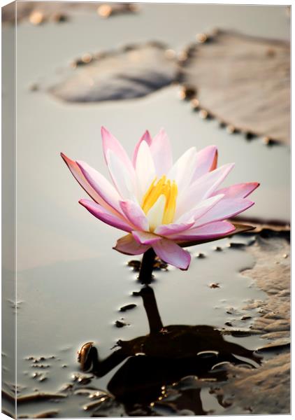 Pink Lotus flower (water lily) Canvas Print by Brent Olson