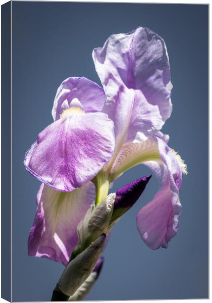  Iris in the Sky Canvas Print by Brent Olson