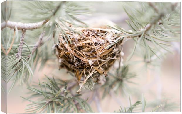  A little nest Canvas Print by Brent Olson
