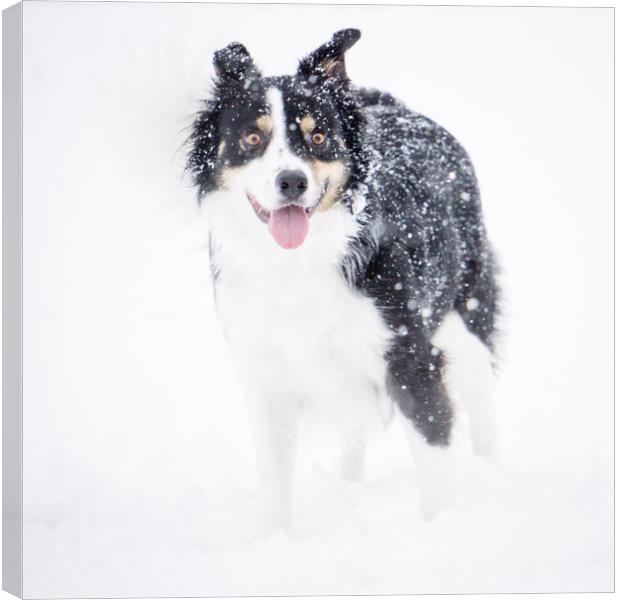 Border Collie in the snow Canvas Print by Brent Olson