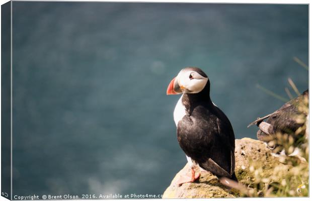 Puffin Canvas Print by Brent Olson