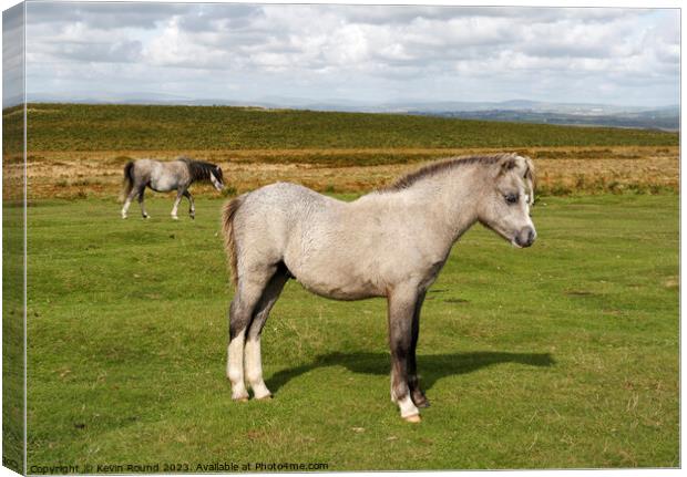 A horse standing in a grassy field Canvas Print by Kevin Round