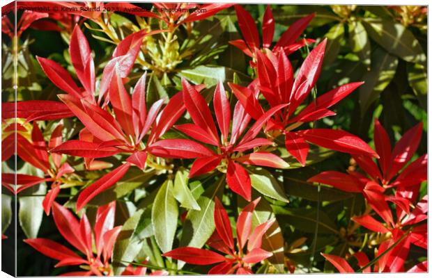 Pieris Japonica Canvas Print by Kevin Round