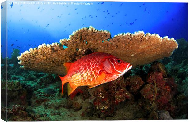 Underwater marine fish and coral reef Canvas Print by Super Jolly
