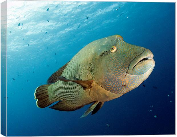 Underwater fish and coral reef, napoleon wrasse Canvas Print by Super Jolly