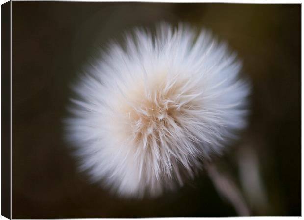 Sow Thistle, Dandelion Canvas Print by Chris Watson