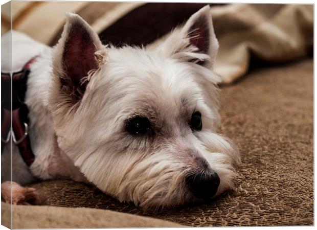 Portrait of a dosing westie Canvas Print by Chris Watson