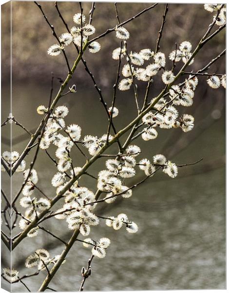 Willow catkins Canvas Print by Chris Watson