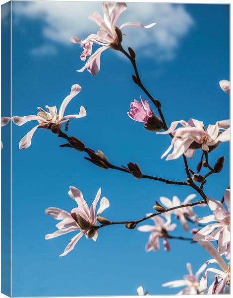 Pink blossom against a blue sky Canvas Print by Chris Watson