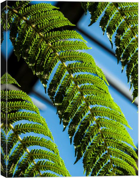 Green ferns, Blue sky Canvas Print by Chris Watson