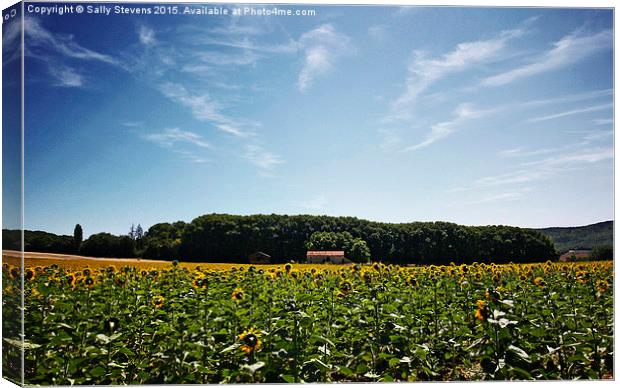  Sunflowers in Provence  Canvas Print by Sally Stevens