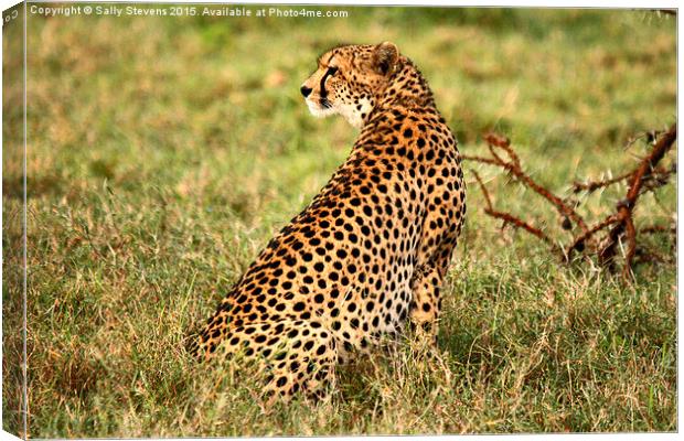  Cheetah waiting for prey Canvas Print by Sally Stevens