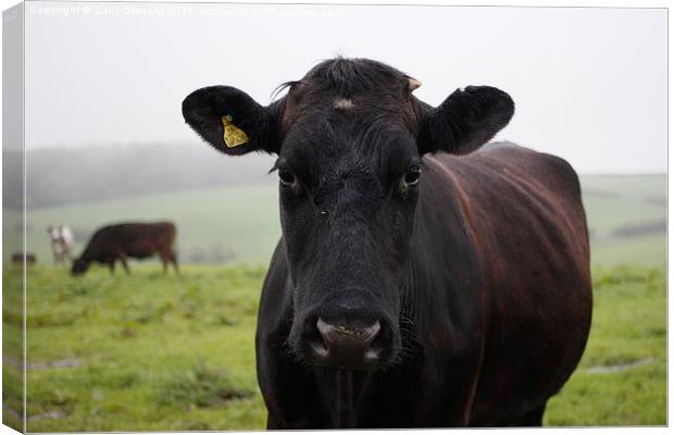  Morning Cow Canvas Print by Sally Stevens