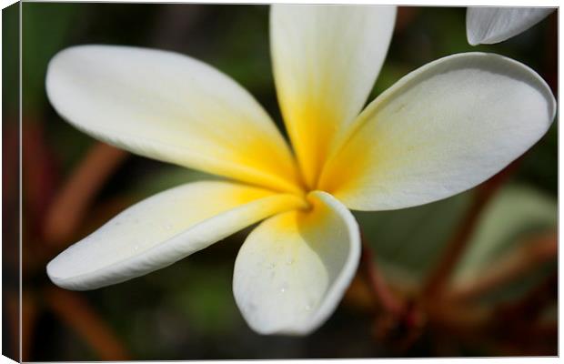 Yellow Hawaii sweet plumeria flower Canvas Print by Terrance Lum