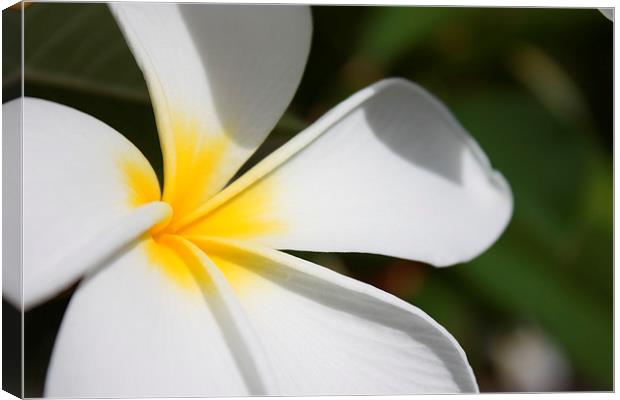  Hawaii Yellow Plumeria Canvas Print by Terrance Lum