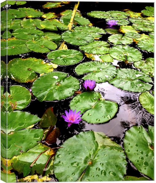  Peaceful Zen garden with floating purple lotus am Canvas Print by Terrance Lum