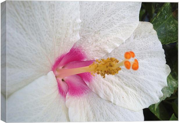  White Hibiscus Bloom Canvas Print by Terrance Lum