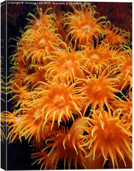 Orange Sea Anemone from Pacific Ocean Canvas Print by Terrance Lum