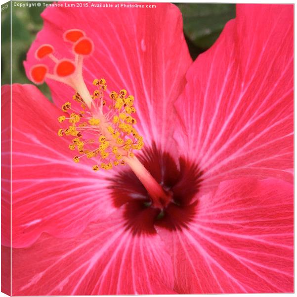  Red Hibiscus Blooming in Hawaii Paradise Canvas Print by Terrance Lum