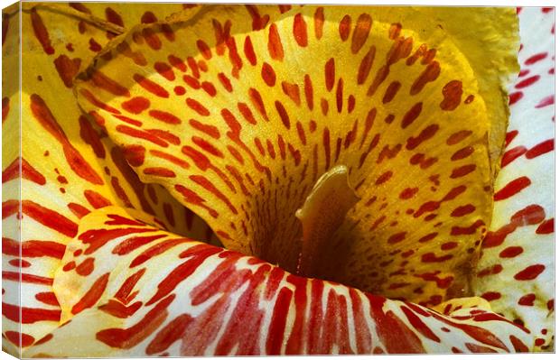 Canna Lily with red stripes and dots , in bloom. I Canvas Print by Eyal Nahmias