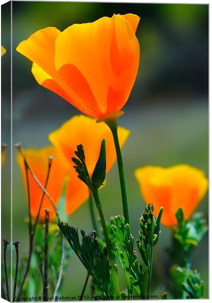 California Poppy Canvas Print by Eyal Nahmias