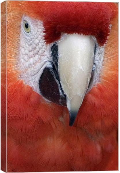Scarlet Macaw Parrot, Ara macao Canvas Print by Eyal Nahmias