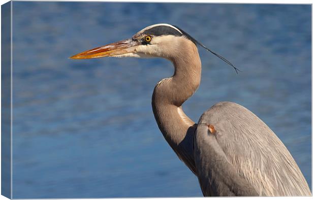 Blue Heron Canvas Print by Eyal Nahmias