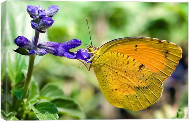 Orange Barred Sulphur Phoebis Philea Canvas Print by Eyal Nahmias