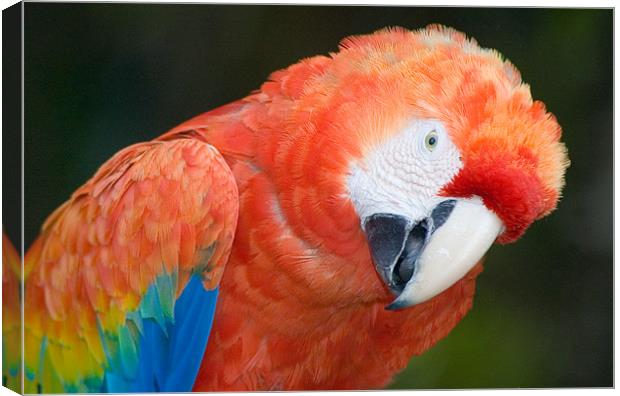Scarlet Macaw, Ara macao Canvas Print by Eyal Nahmias