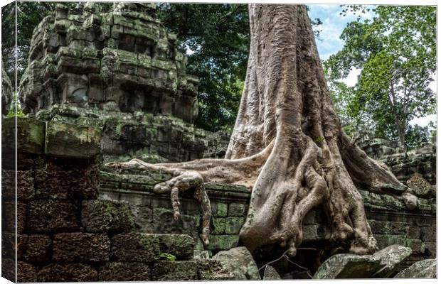 Tree detail, Ta Promh Temple Cambodia Canvas Print by Jo Sowden