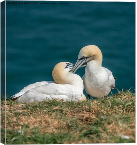 A pair of courting Gannets Canvas Print by Jo Sowden