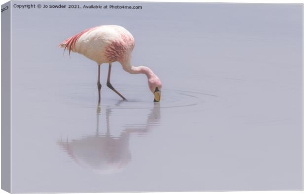 Flamingo Canvas Print by Jo Sowden