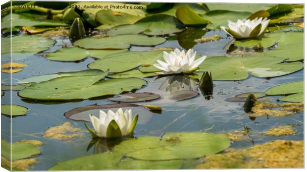 3 water lilies Canvas Print by Jo Sowden