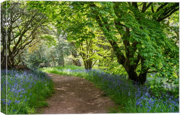 Wandering through the bluebells Canvas Print by Jo Sowden