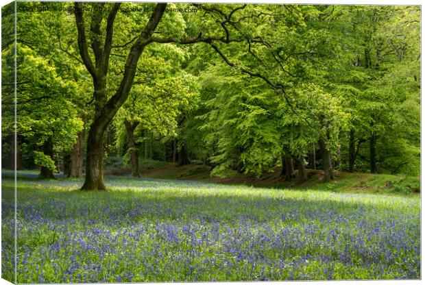 Bluebells in spring Canvas Print by Jo Sowden