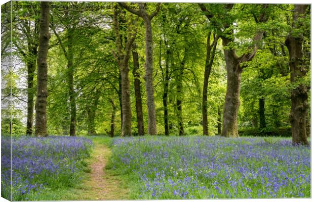 Bluebells Canvas Print by Jo Sowden