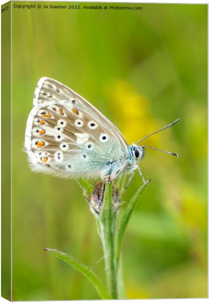 Common Blue Butterfly Canvas Print by Jo Sowden