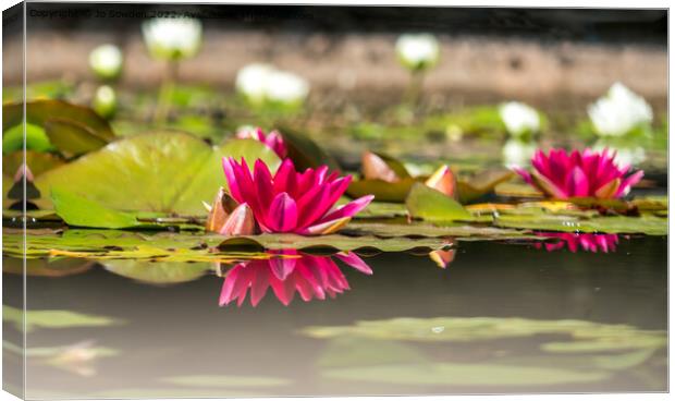 Water Lily Reflections Canvas Print by Jo Sowden