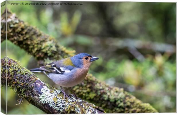 Madeiran Chaffinch Canvas Print by Jo Sowden