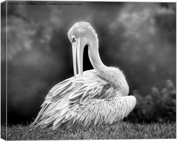 Pelican in Mono Canvas Print by Jo Sowden