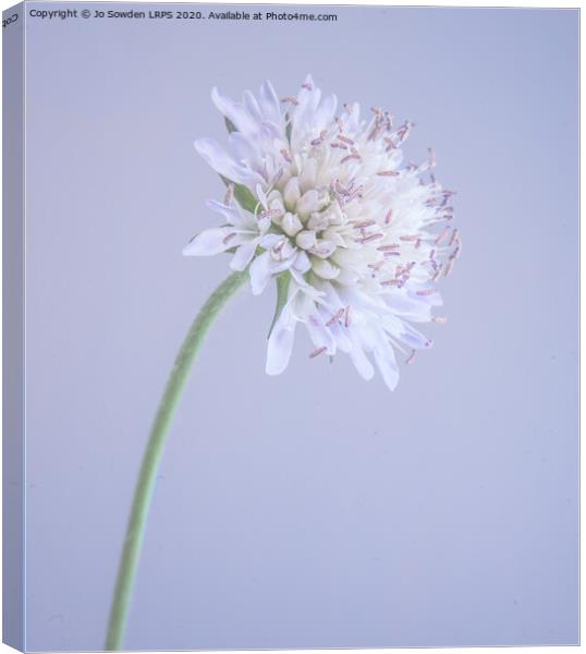 Scabious Canvas Print by Jo Sowden