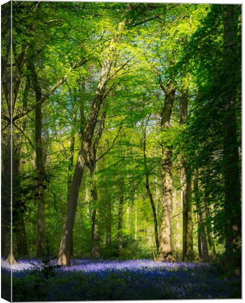 Sunlit bluebells Canvas Print by Jo Sowden