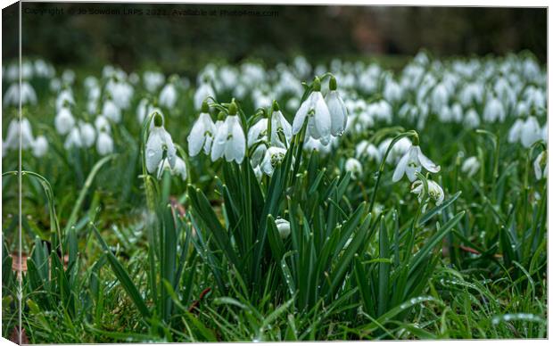 Carpet of snowdrops Canvas Print by Jo Sowden