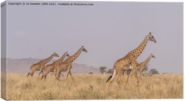 A herd of giraffes walking across the Serengeti Canvas Print by Jo Sowden